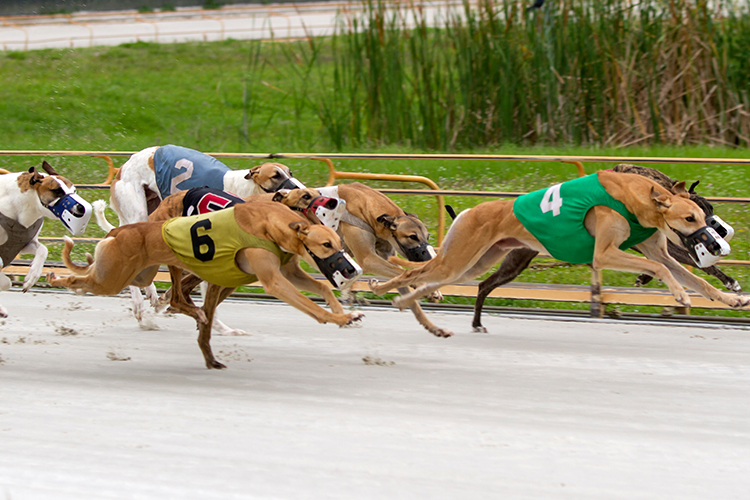 apuestas dog racing